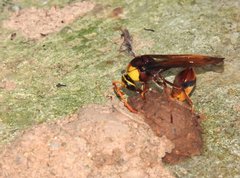 Delta pyriforme pyriforme