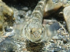 Rhinogobius gigas