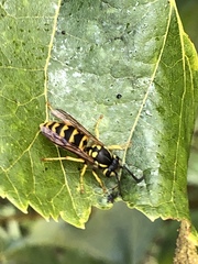 Vespula germanica