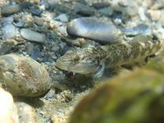Rhinogobius gigas