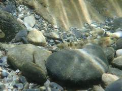Rhinogobius gigas