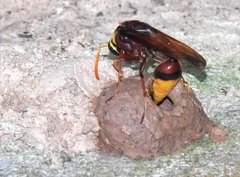 Delta pyriforme pyriforme