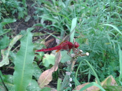Crocothemis servilia mariannae