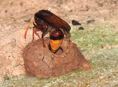 Delta pyriforme pyriforme