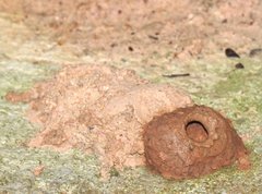 Delta pyriforme pyriforme