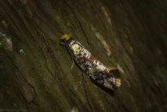 Monopis chrysogramma