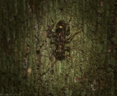 Stigmatium mastersii