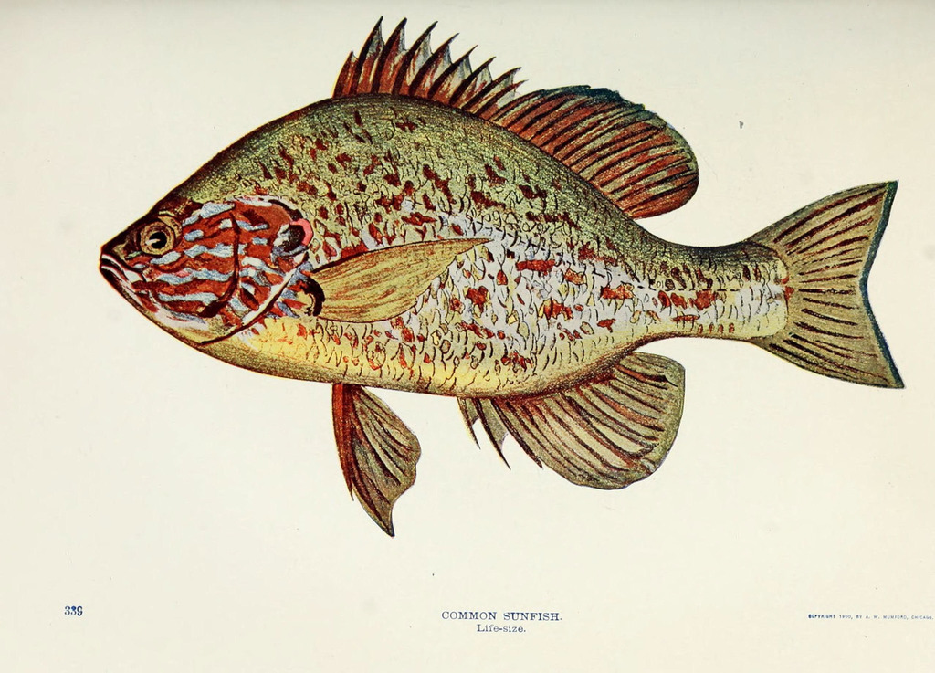 Pumpkinseed Sunfish (Common Fish Species of Richmond National