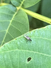Diptera