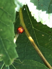 Harmonia axyridis