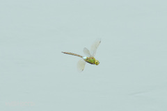 Anax parthenope julius