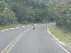 Odocoileus virginianus carminis
