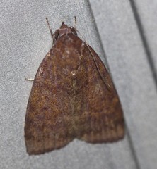 Austrocarea iocephala