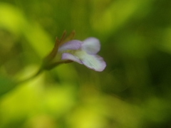Lindernia procumbens