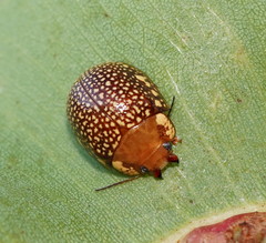 Paropsis ornata