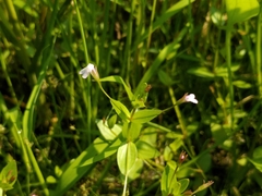 Lindernia procumbens
