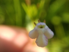 Lindernia procumbens