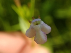 Lindernia procumbens