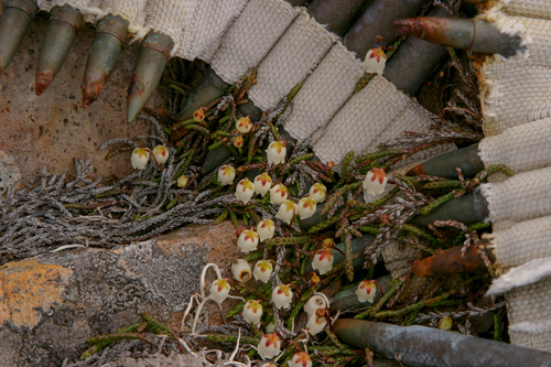 Cassiope lycopodioides iNat (1)