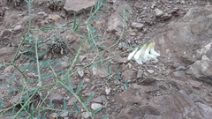 Vicia costata