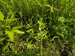 Lindernia procumbens