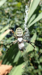 Argiope bruennichi