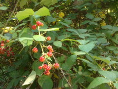 Rubus creticus