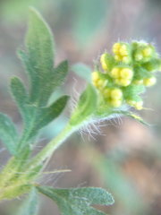 Ambrosia artemisiifolia
