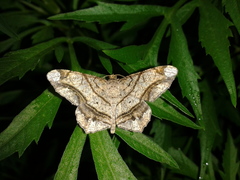 Chiasmia defixaria