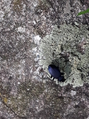 Laemostenus janthinus