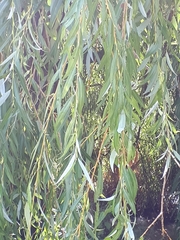 Salix
