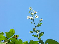 Rubus creticus