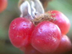 Rubus creticus
