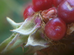 Rubus creticus