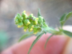 Ambrosia artemisiifolia