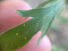 Ambrosia artemisiifolia