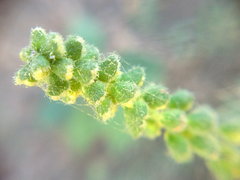 Ambrosia artemisiifolia