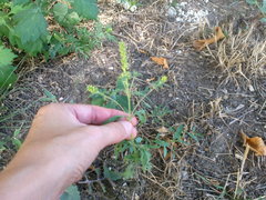 Ambrosia artemisiifolia