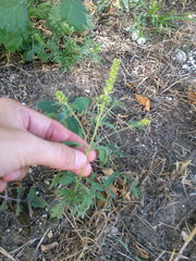 Ambrosia artemisiifolia