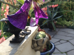 Dasysyrphus