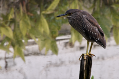 Nycticorax nycticorax