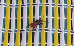 Pyrrhocoris apterus