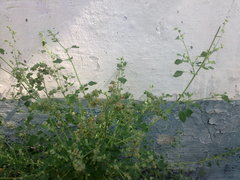 Chenopodium opulifolium