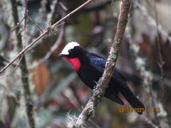 White-Capped Tanager photo 3