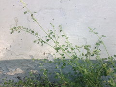 Chenopodium opulifolium
