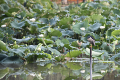 Nycticorax nycticorax