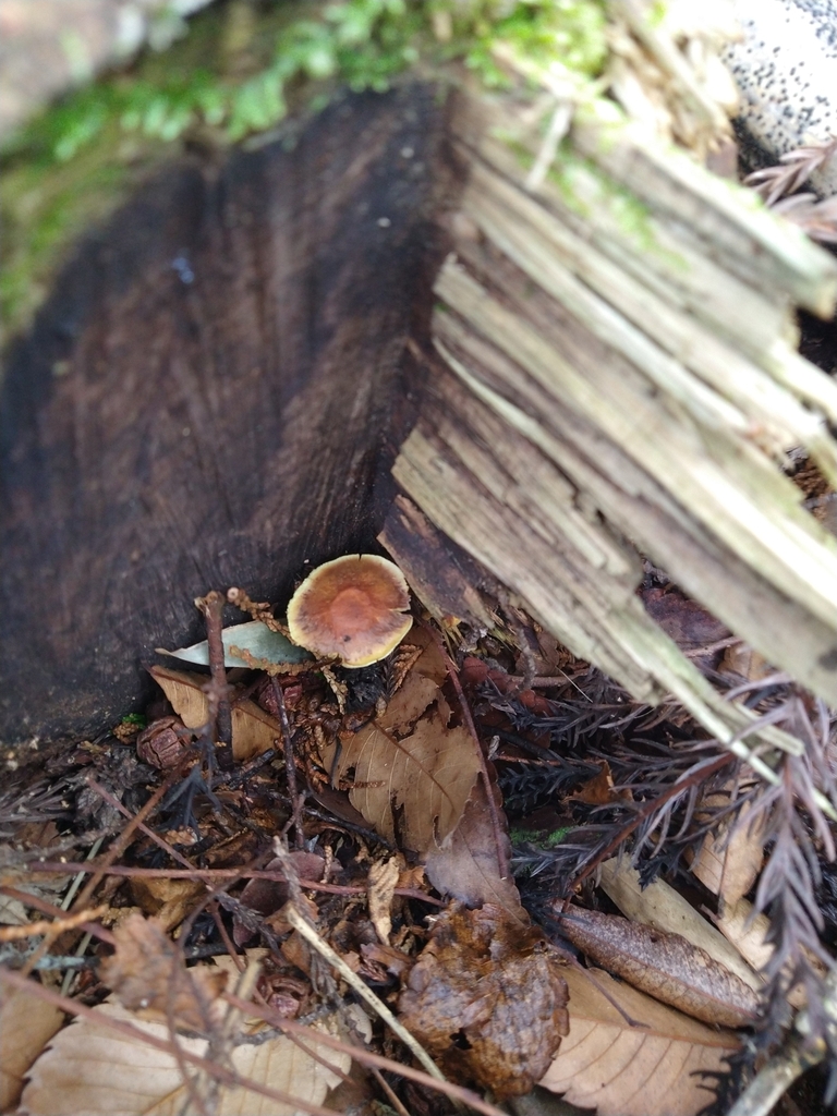 Hypholoma fasciculare · April 2025 · photo: © paganka (iNaturalist, cc-by-nc)