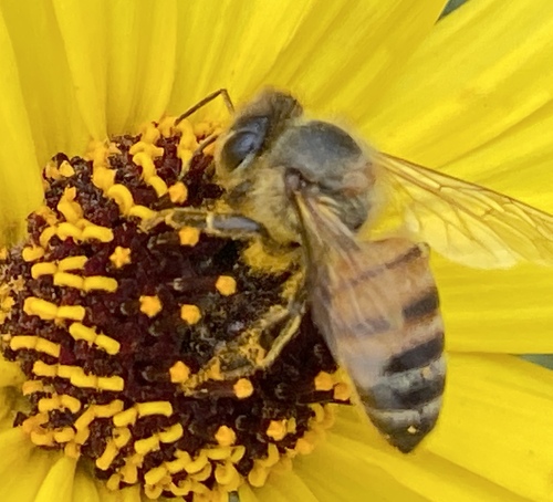 iNaturalist observation photo of Western Honey Bee