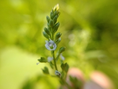 Veronica anagalloides