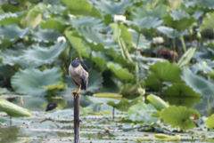 Nycticorax nycticorax